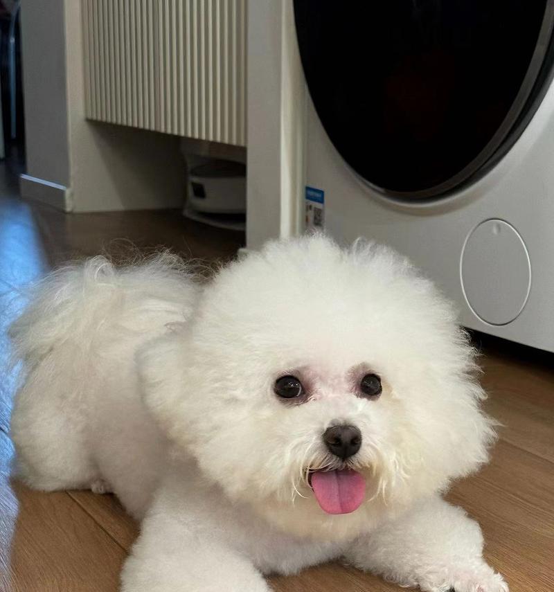 为什么比熊会得皮肤病？（探究比熊皮肤病的成因和预防方法）