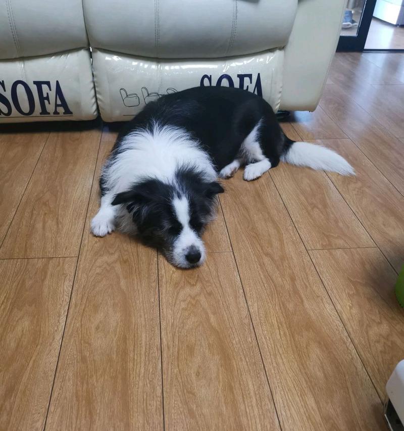 忠诚无比的狗狗（探寻最忠诚的犬种，狗主们心中的首选）