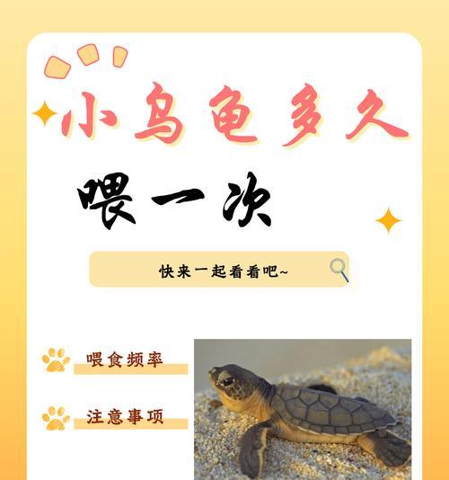 乌龟的饮食习惯与营养需求（了解乌龟的食物选择和养护细节，助你正确喂养宠物乌龟）