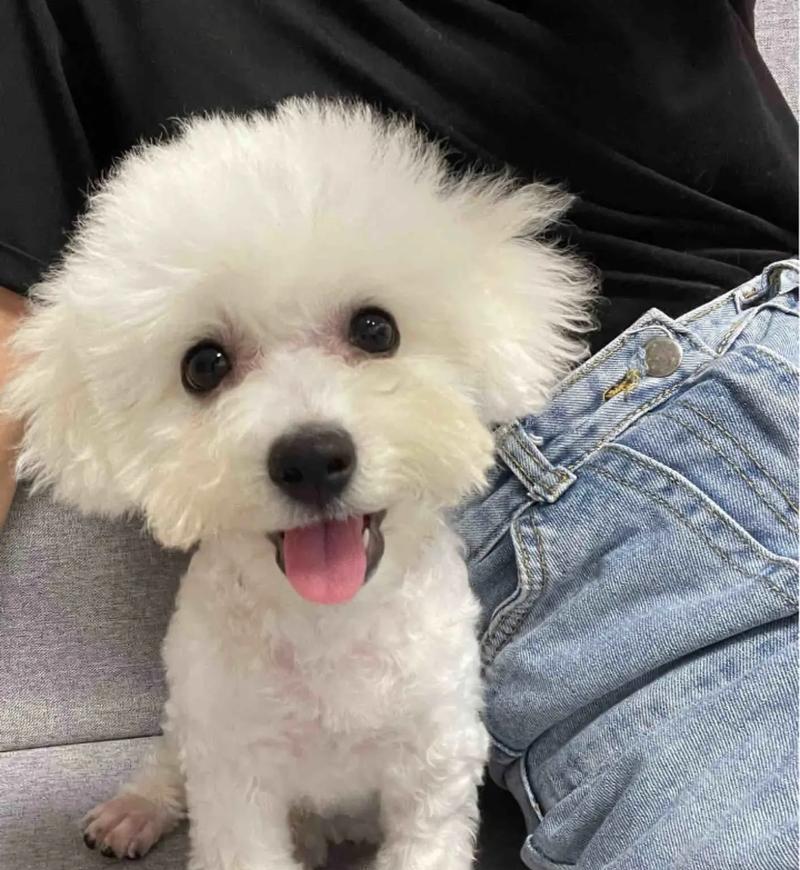 比熊为何鼻子不黑？（解密比熊鼻子颜色之谜）