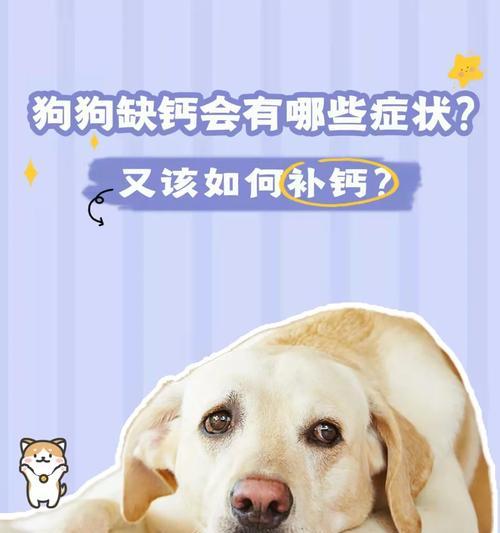 狗狗补钙的重要性及补钙时机（科学补钙，健康成长）