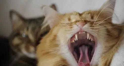 猫厌食症（揭开猫咪背后的食欲之谜）