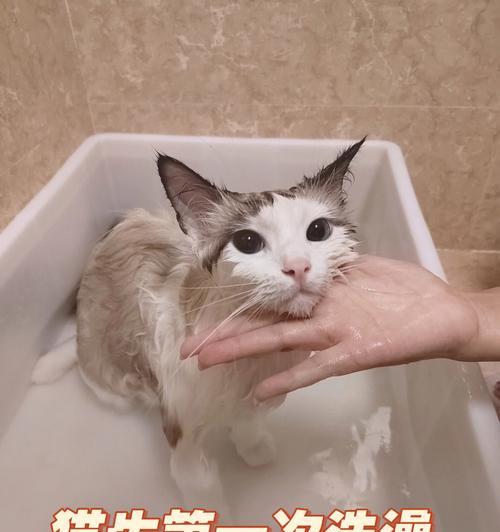 如何给猫洗澡（猫咪清洁的注意事项）