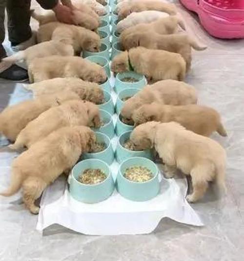 小金毛吃饭的常见问题及解决方法（为您解答关于小金毛饮食的疑惑）