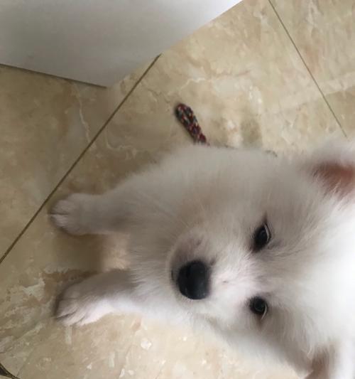 宝贝营养，萨摩口福——萨摩犬辅食选择指南（了解萨摩犬的营养需求，为它们提供最佳的辅食）