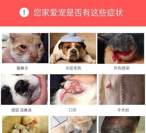 救救狗狗！高烧该如何处理？（寻找救星药物，为宠物驱除高烧之苦）