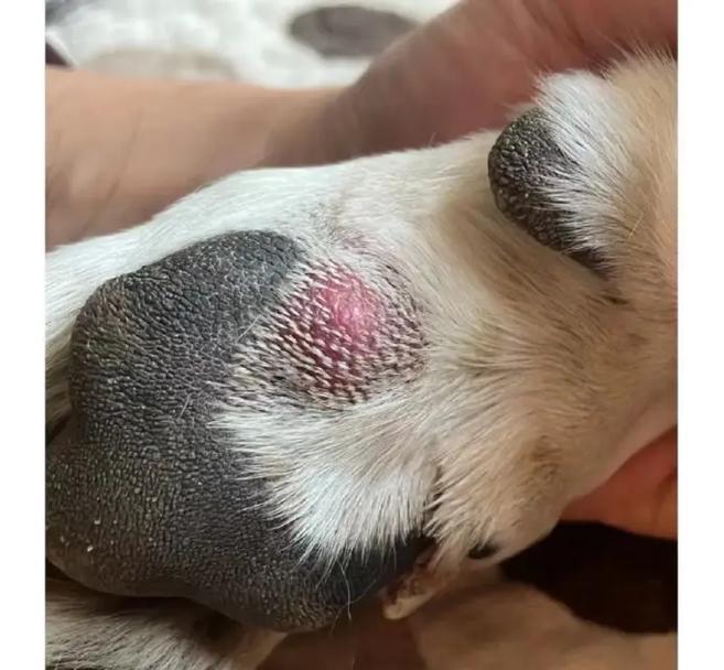 狗狗为什么咬脚掌？（探索狗狗咬脚掌的原因和解决办法）