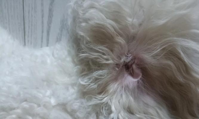 狗狗的耳毛护理技巧（细说如何给狗狗进行耳毛修剪，让它们保持整洁和健康）