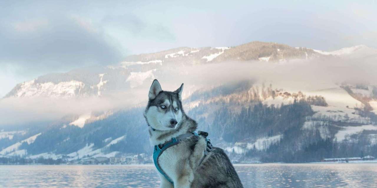 世界上最漂亮的狗是什么狗？（揭秘那些美丽动人的犬种）