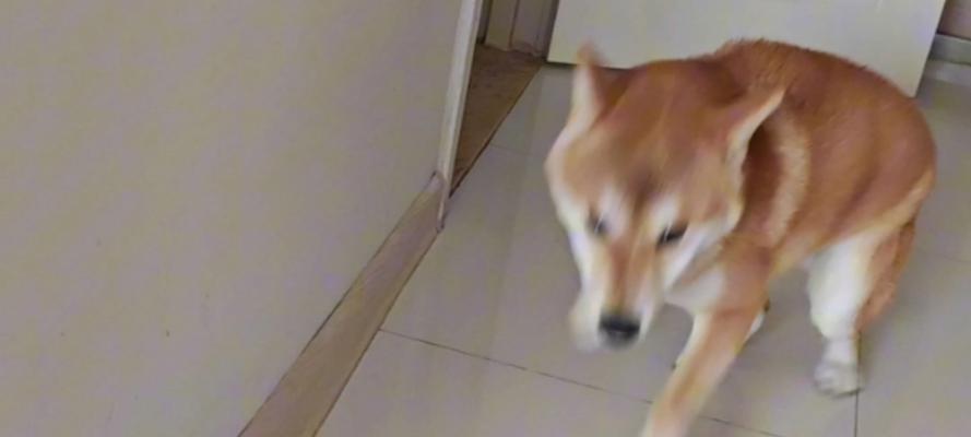 狗狗为什么会兴奋地迎接主人回家？（分析狗狗兴奋行为的原因和心理状态）