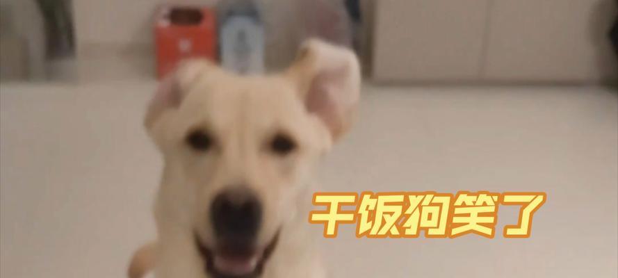狗为什么在月经期会呕吐？（探索狗在月经期间呕吐的原因及预防方法）