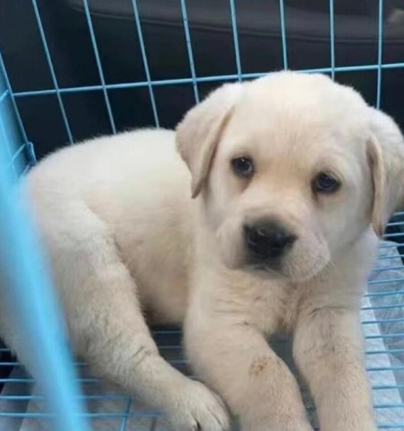 探寻拉布拉多犬的性格特点（了解拉布拉多犬的性格倾向及培养）