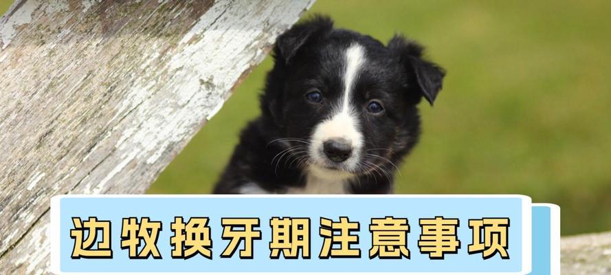狗狗换牙的时机和注意事项（了解狗狗换牙的时机以及正确的护理方法）