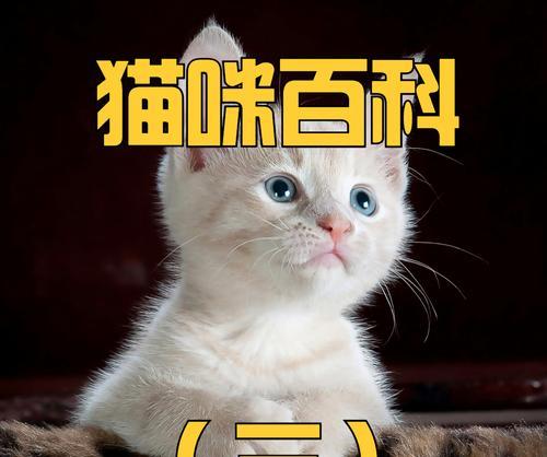 猫咪爱好者的性格特点（探索猫咪爱好者的独特个性及其背后的原因）