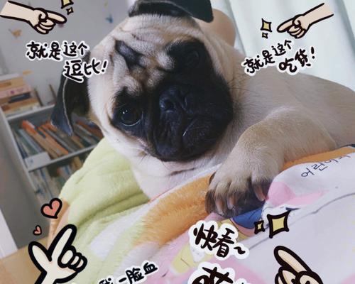 解决以巴哥犬晚上叫的问题的有效方法（帮助你的巴哥犬在晚上安静入眠的指南）