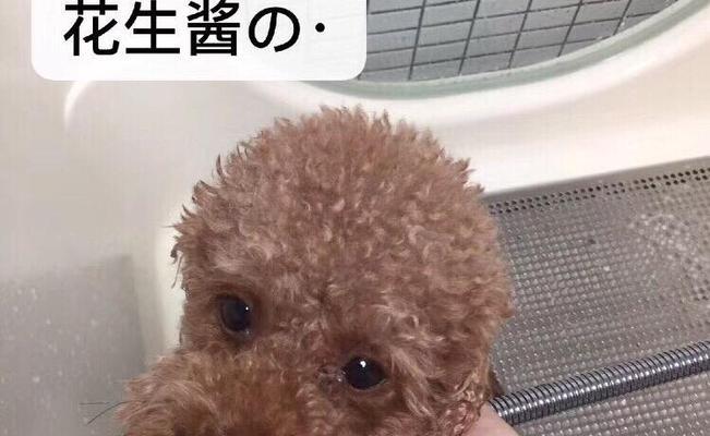4岁贵宾适合食用的肉类食物（肉类食物的种类和营养需求）