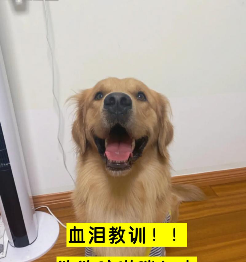 两岁狗咳嗽的问题及治疗方法（揭秘狗犬咳嗽的原因与解决方案）