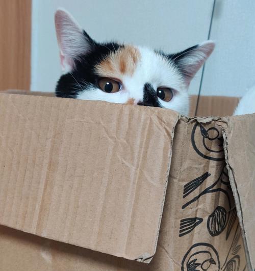 猫为什么喜欢啃纸箱？（解析猫咪对纸箱的迷恋及其动机）