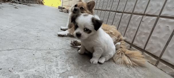 狗什么时候开始长牙（揭秘狗狗牙齿生长的奥秘）