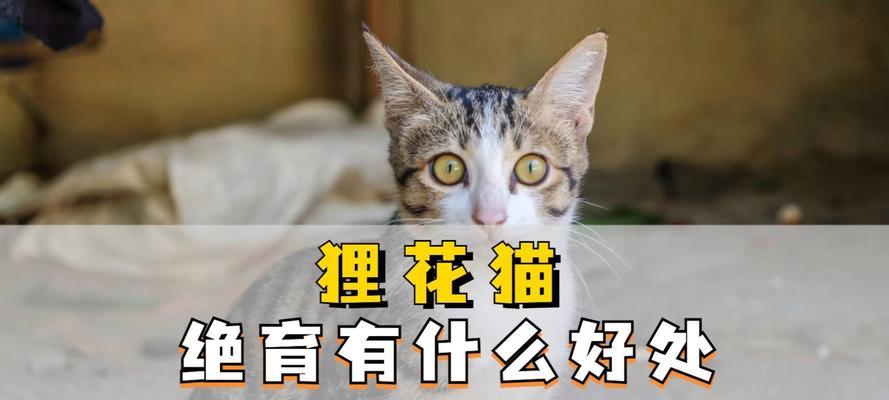 为什么猫要绝育？（探讨猫绝育的重要性和好处）