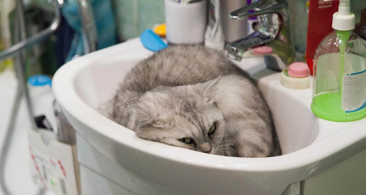 探索猫咪洗澡的秘密