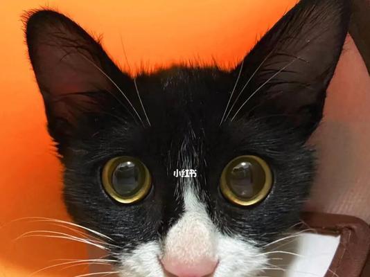 黑耳朵脸的猫（寻找与猫个性相匹配的名字）