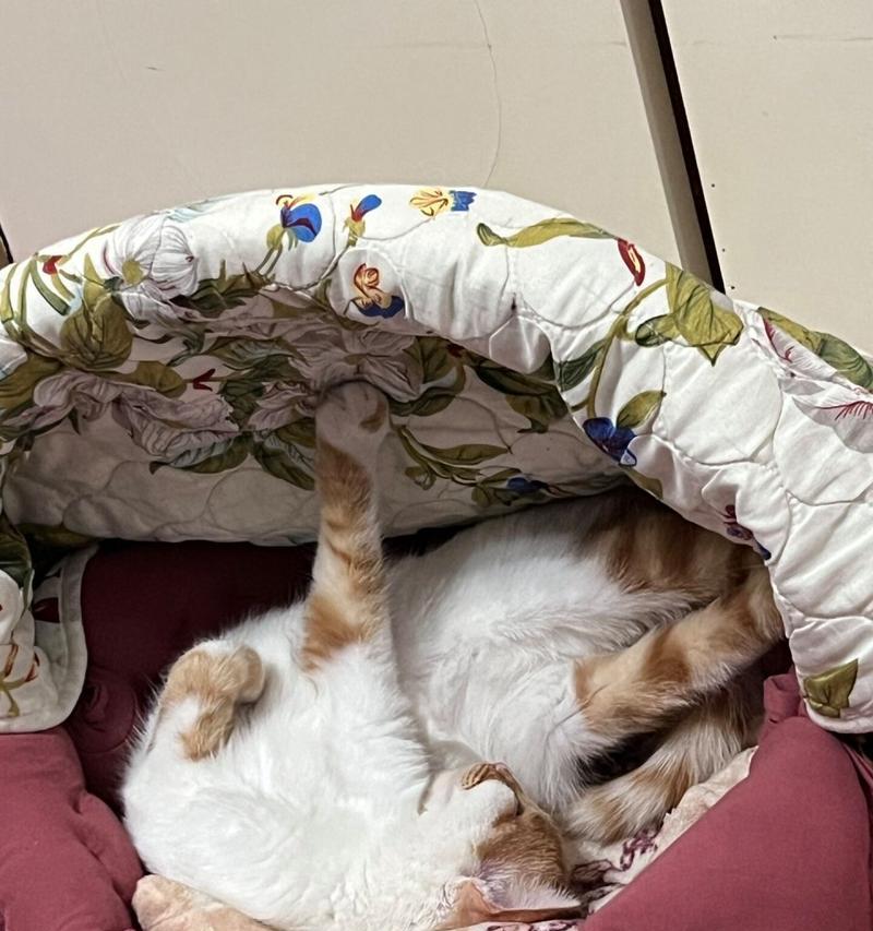 小猫胃口不好，怎么办？（喂养小猫的几个关键要点）