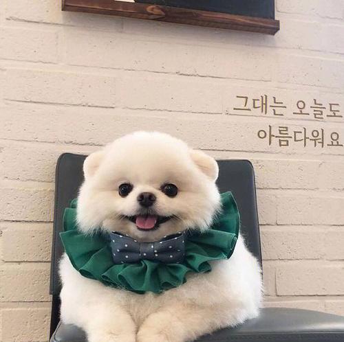高贵的狗狗（探秘阿富汗猎犬的高贵气质与养护之道）