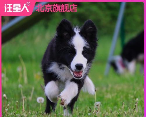 探索狗狗是什么狗软件的奥秘（揭开狗狗是什么狗软件背后的神秘面纱）