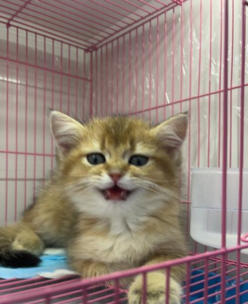 新环境对小猫的影响（了解小猫适应新环境的关键）