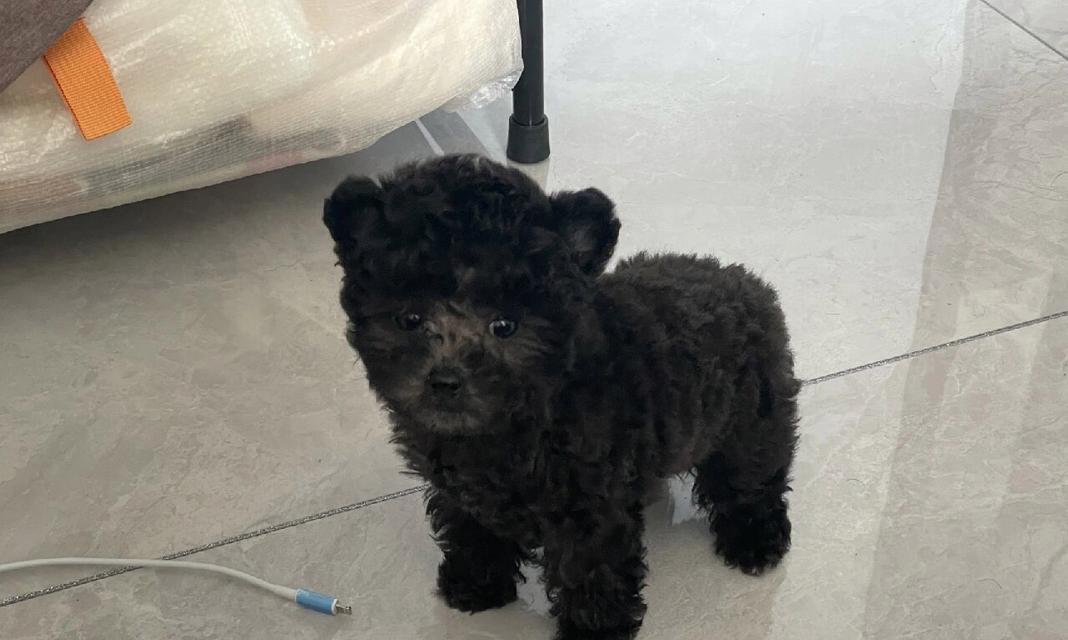 泰迪犬两个月大时的饮食需求与注意事项（了解泰迪犬两个月龄的饮食需求，让你的宠物健康成长）