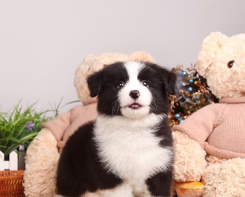 纯种秋田犬价格揭秘（探究纯种秋田犬的市场行情及价格波动因素）