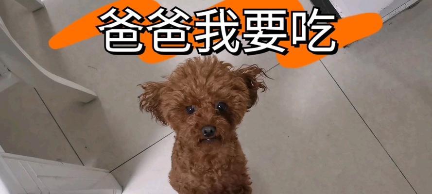 给泰迪做点什么吃的（健康美味的狗狗食谱分享）