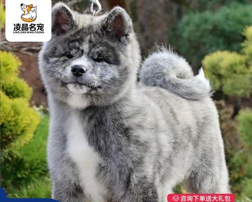 探讨选择宠物狗颜色为主题的重要性（以宠物狗的颜色为主题，展现个性与魅力）