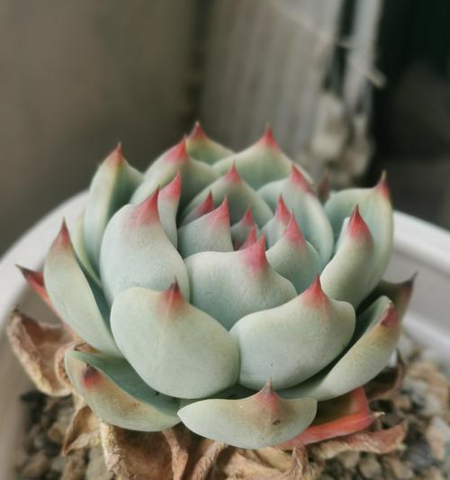 养吉娃娃需准备的必备物品及注意事项（养吉娃娃，精心准备细节护宝贝）