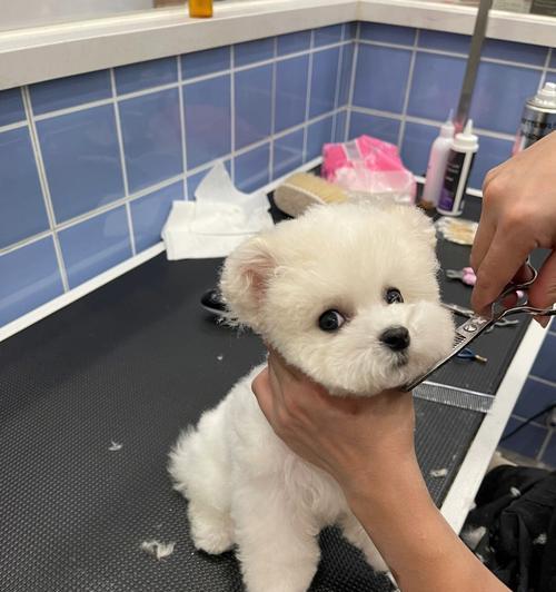 比熊幼犬洗澡的最佳时机（选择正确时间点保护幼犬毛发健康）