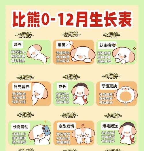 小比熊肠胃不好该如何调理（小比熊肠胃不适，注意饮食健康）