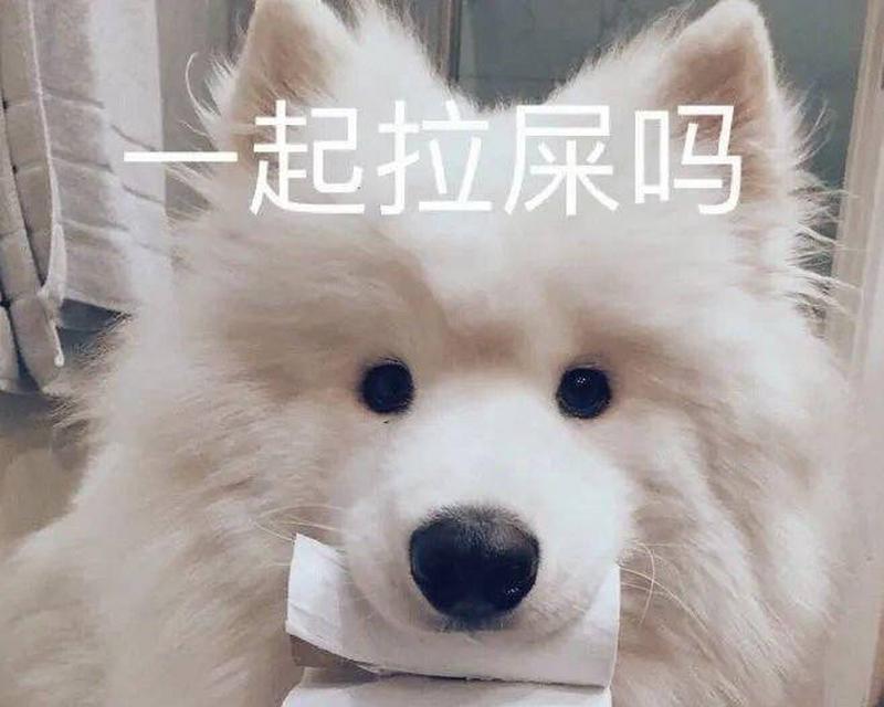 为什么萨摩耶老喜欢在外面闻又不拉屎？（探究萨摩耶外出闻而不拉的原因及解决方法）