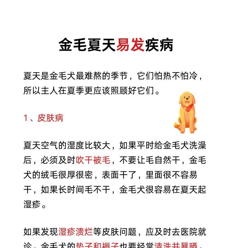 三个月金毛的成长指南（关注宝贝金毛的每个细节，助其健康成长）