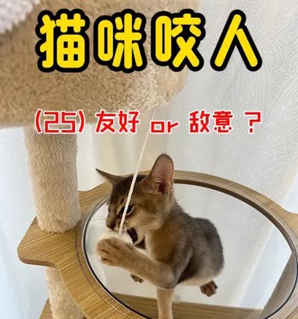 小猫为何咬主人？（探究小猫咬主人的原因及解决方法）