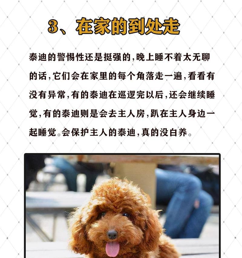 泰迪为何一直能睡？（探秘泰迪独特的睡眠习性）