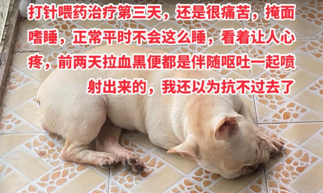 细小犬康复饮食指南（细小犬康复后应以高营养饮食为主）