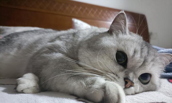 猫咪为什么会踩奶？（揭开猫咪踩奶的奥秘，了解背后的原因！）
