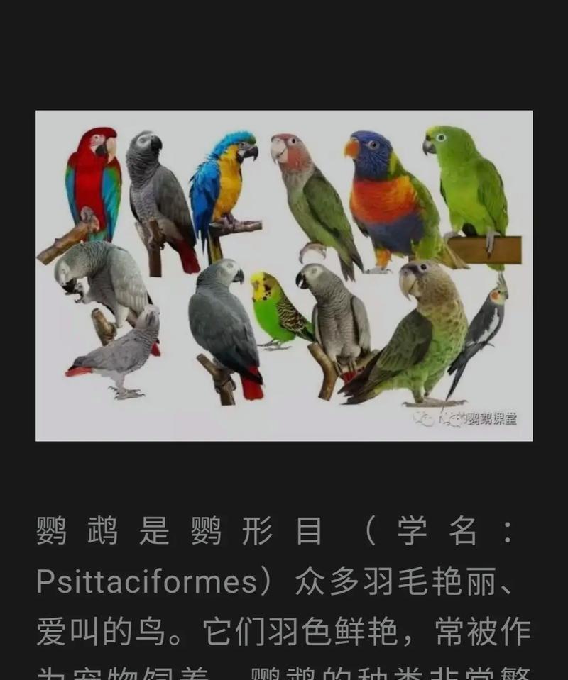 选择什么品种的鹦鹉作为宠物？（品种选择指南，帮助您找到适合您的鹦鹉）