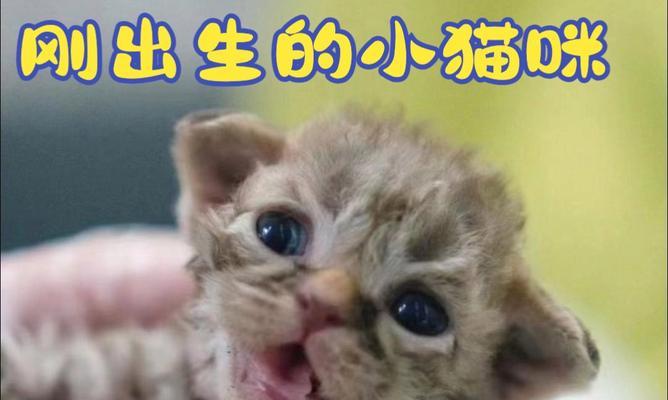 刚出生的小猫需要什么食物？（为宝贝猫咪提供健康的营养）