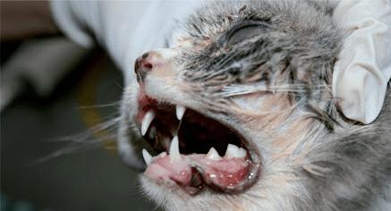 小猫常见的传染病毒及防治措施（了解小猫携带的病毒，保护我们的爱宠）