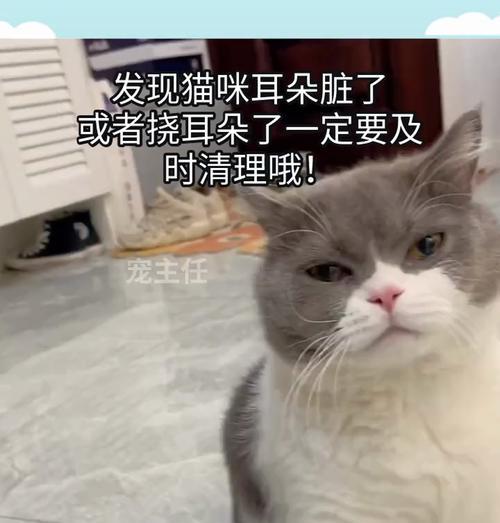 猫的耳朵，揭示内心世界的窗口（通过观察猫咪的耳朵，解读它们的情绪变化和沟通方式）