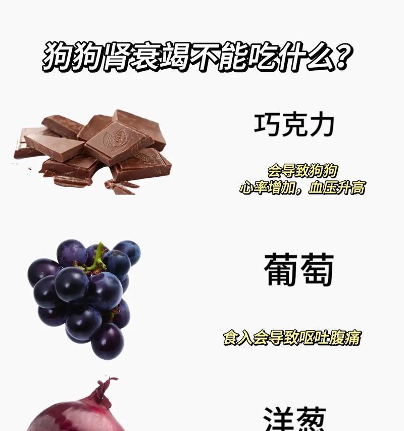 狗狗发烧时的饮食护理方法（喂食适当食物有助于缓解狗狗发烧不适）