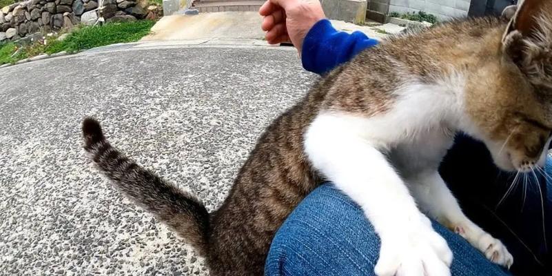 猫腿为什么会颤抖（解析猫腿颤抖的原因和可能的治疗方法）