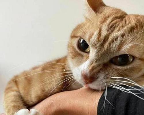 猫为什么不咬人？（探究猫咬人行为的原因与机制）